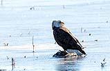 Bald Eagle Bosque NM Dec 2020